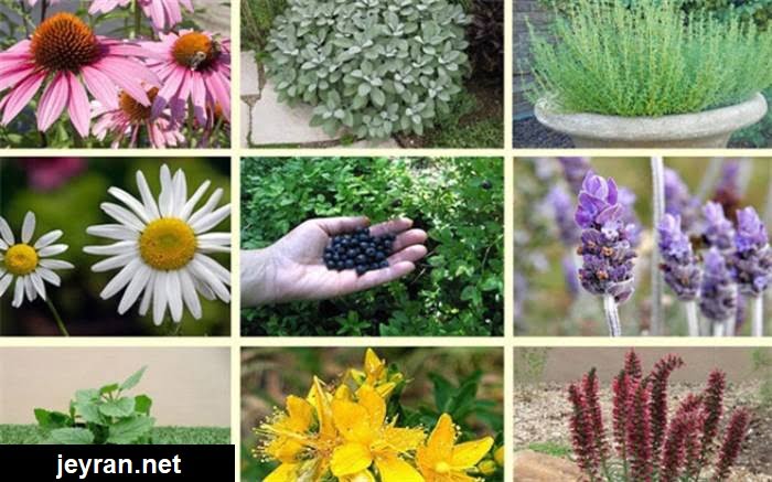 نكات مهم بکارگیری گیاهان دارویی در فضای سبز