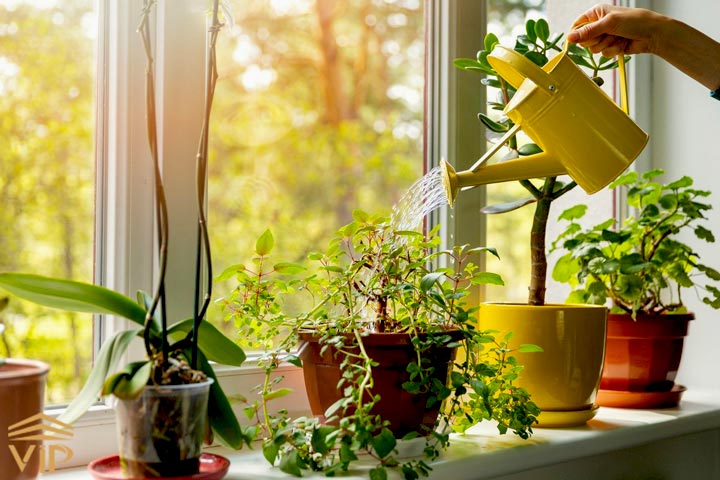 Guide-to-buying-house-plants2.jpg