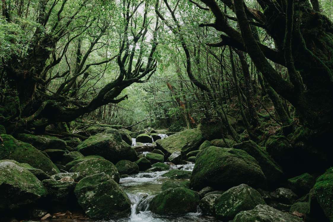 15 جنگل برای دوستداران طبیعت