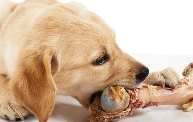 محبوب ترین سگ های دنیا + بایدها و نبایدهای غذایی سگ ها