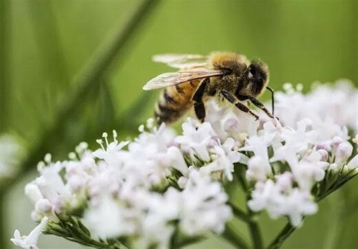 درمان سرطان پستان با نیش زنبور عسل